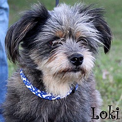 Thumbnail photo of Loki~adopted! #1