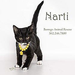 Thumbnail photo of NARTI #1