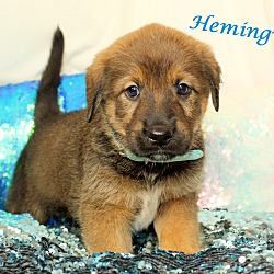 Thumbnail photo of Hemingway~adopted! #1
