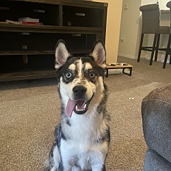 Pomsky Puppies and Dogs in Florida Buy or Adopt Adoptapet