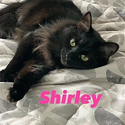 Thumbnail photo of Shirley #4