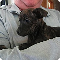 Bellingham Wa Dachshund Meet Kim S Puppies A Pet For Adoption