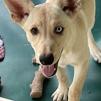 adopt a pet