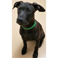 adopt-pet