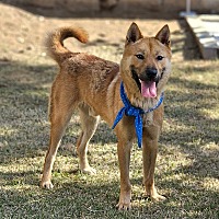 adopt-pet