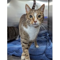 adopt-pet