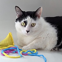 adopt a pet