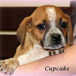 Thumbnail photo of Cupcake~adopted! #1