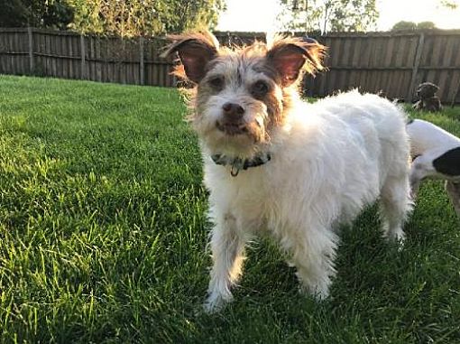 Rochester Mn Jack Russell Terrier Meet Runt A Pet For Adoption