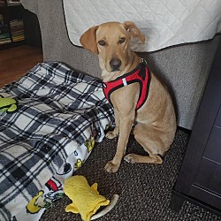 rescue perryville paws fur md ever dog rehoming fee bella