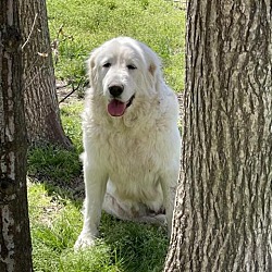 Photo of Shasta