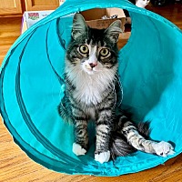 adopt a pet