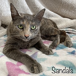 Photo of Sandals