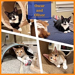 Photo of Oscar and Oliver