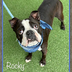 Thumbnail photo of ROCKY(R) #3