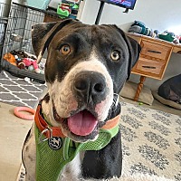 adopt a pet