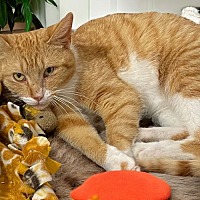 adopt a pet