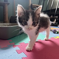 adopt a pet