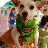 adopt a pet