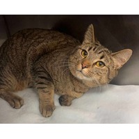 adopt-pet