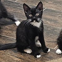 adopt-pet