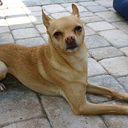 Thumbnail photo of Super Chihuahua! #2