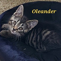 Thumbnail photo of Oleander  #4