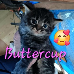 Photo of Buttercup McFlurrie