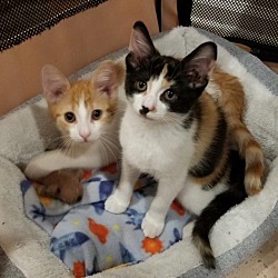 Photo of Tutti & Frutti (bonded pair)