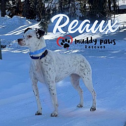 Thumbnail photo of Reaux - Courtesy Post #1