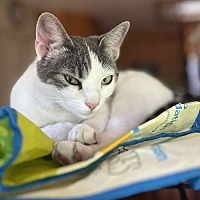adopt a pet