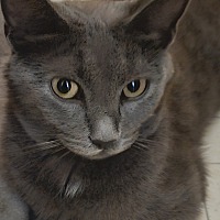 adopt-pet