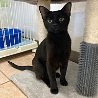 adopt-pet