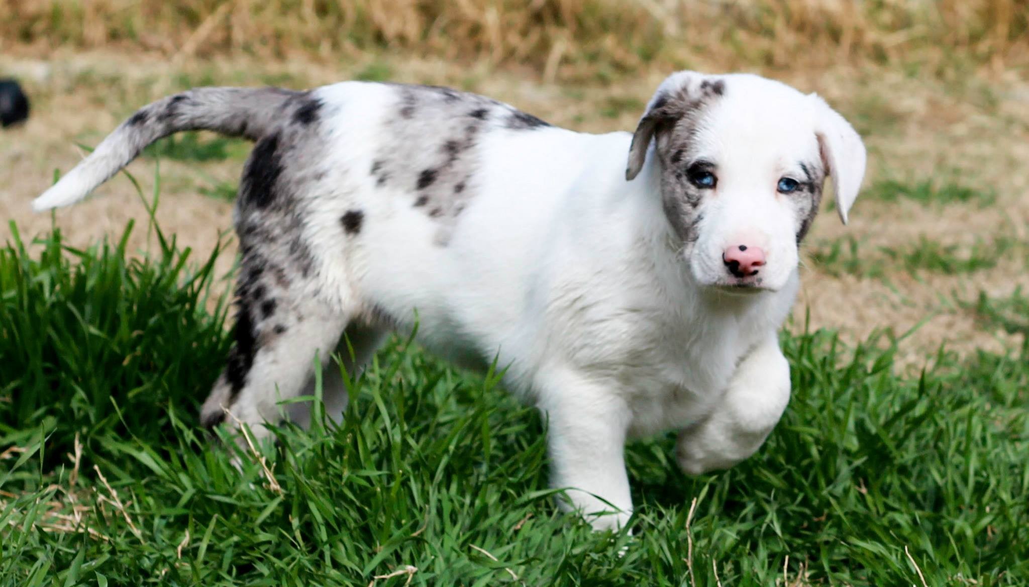 Killeen Tx Corgi Meet Dulce A Pet For Adoption