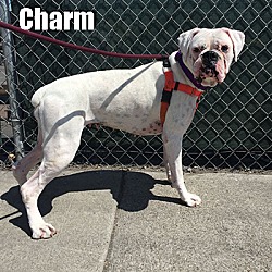 Thumbnail photo of Charm #3