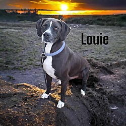 Thumbnail photo of Louie #1