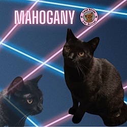 Thumbnail photo of Mahogany #1