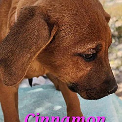 Thumbnail photo of Cinnamon #3
