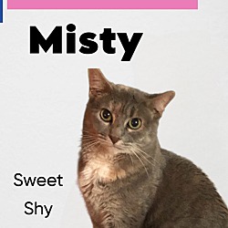 Thumbnail photo of Misty #4