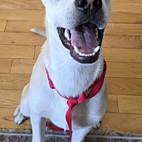 adopt a pet