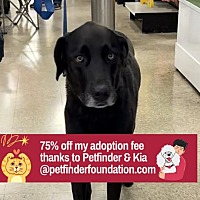 adopt a pet