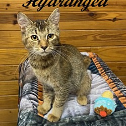 Southern Pines, NC - Abyssinian. Meet Hydrangea a Pet for Adoption ...