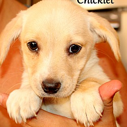 Thumbnail photo of Chicklet~adopted! #3