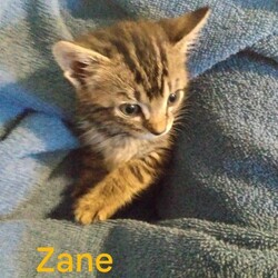 Photo of Zane