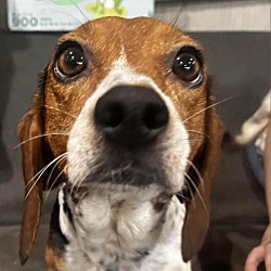Photo of Daisy