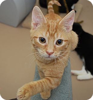 orange shorthair tabby cat