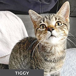 Thumbnail photo of Tiggy #1