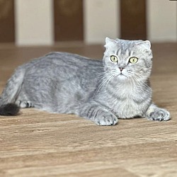 Thumbnail photo of Stormy SA Scottish Fold #1