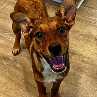 adopt a pet