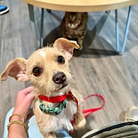 adopt a pet
